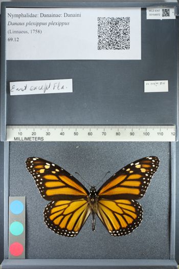 Media type: image;   Entomology 164972